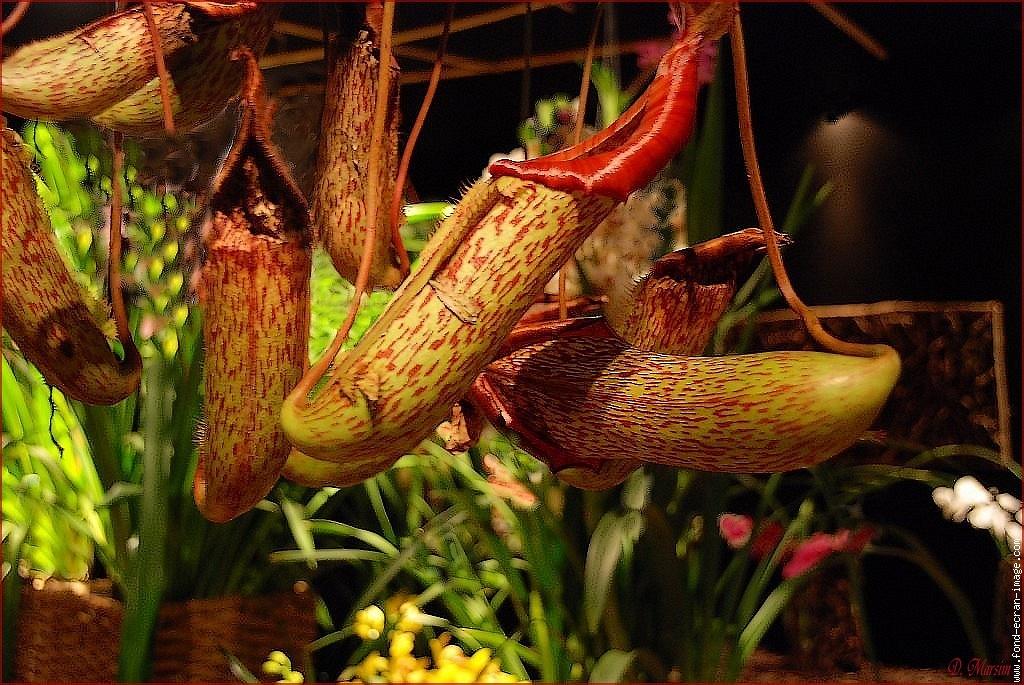 nepenthes-orchidee-carnivore.jpg