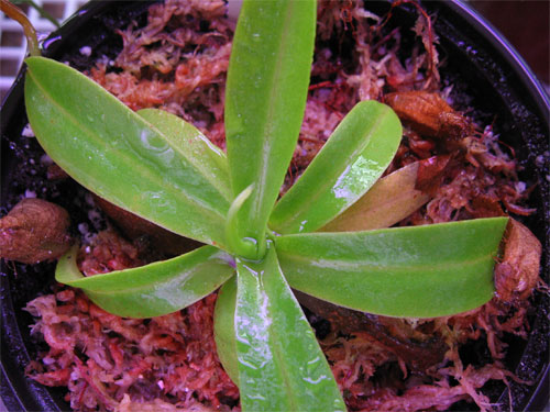 Nepenthes-sanguinea.jpg