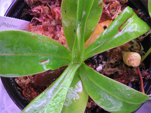 Nepenthes-ventricosa-01.jpg