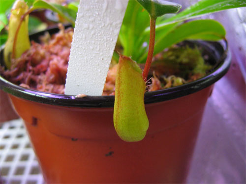 Nepenthes-ventricosa-02.jpg