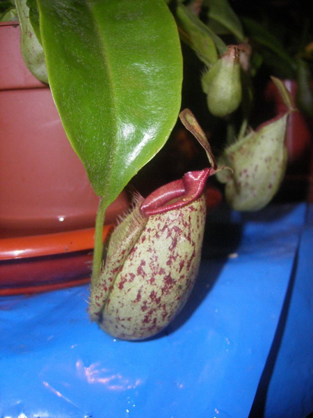 nepenthes1.jpg