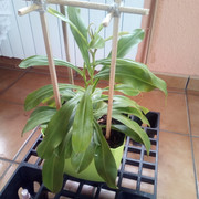 nepenthes1.jpg