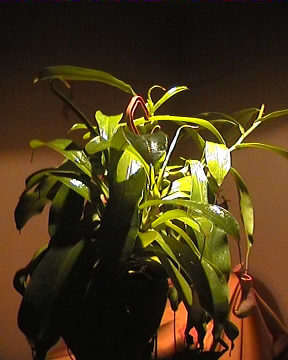 nepenthes10.jpg