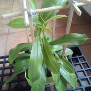 nepenthes2.jpg