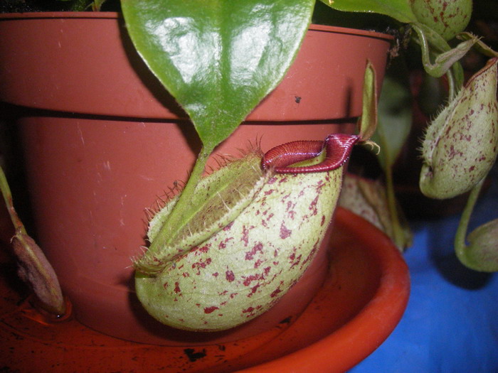 nepenthes21.jpg