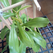 nepenthes3.jpg