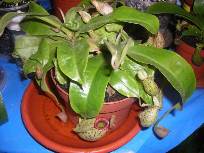 nepenthes31.jpg