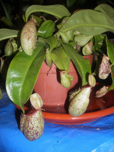 nepenthes4.jpg