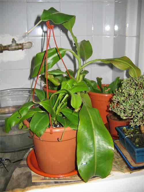 Nepenthes4.jpg