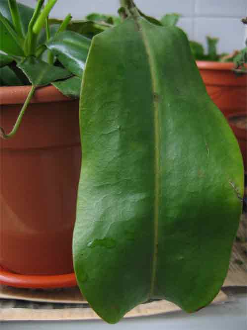 Nepenthes5.jpg