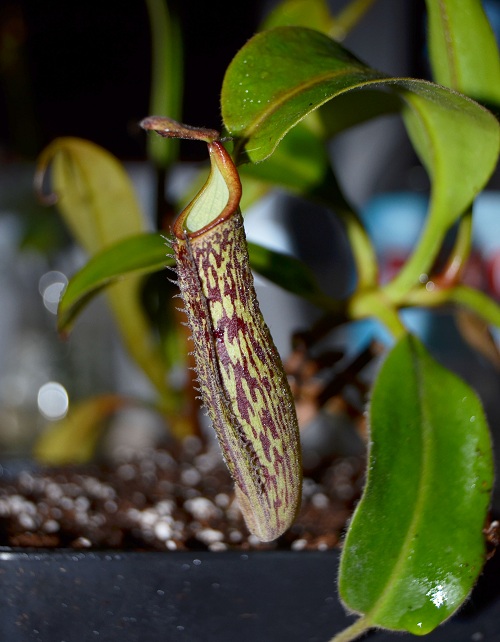 nepenthes_01.jpg