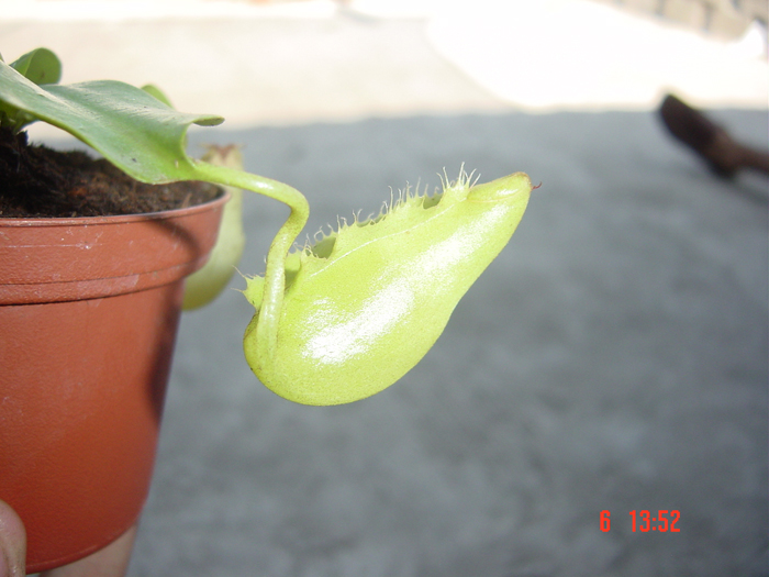 nepenthes_1-2.jpg