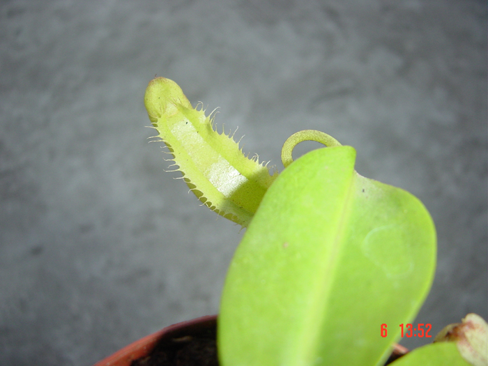 nepenthes_1-3.jpg