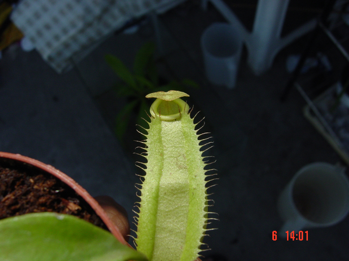 nepenthes_1-4.jpg