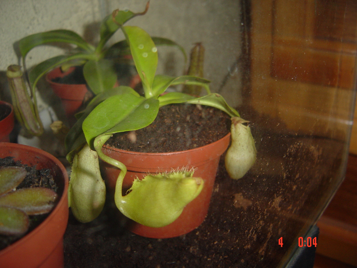 nepenthes_1.jpg