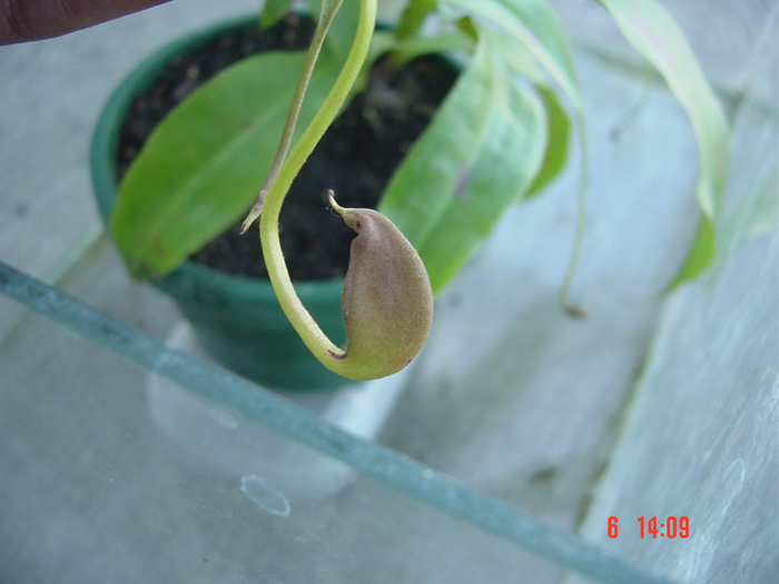 nepenthes_2-3.jpg