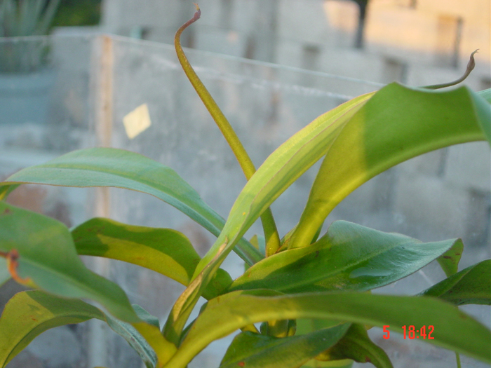 nepenthes_2-5.jpg