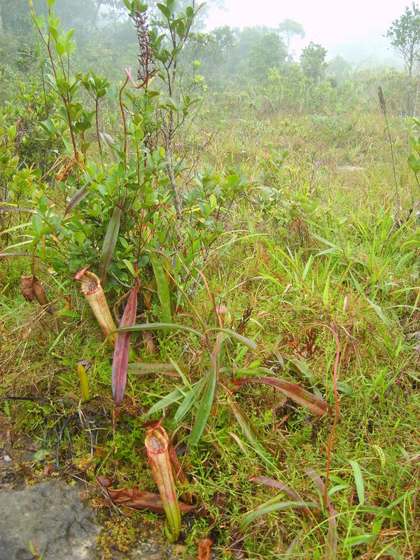 Nepenthes_bokorensis_habitat.jpg