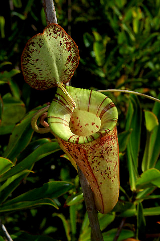 Nepenthes_hookeriana_upper.jpg