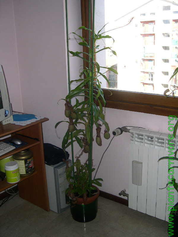nepenthes_ventrata_10.jpg