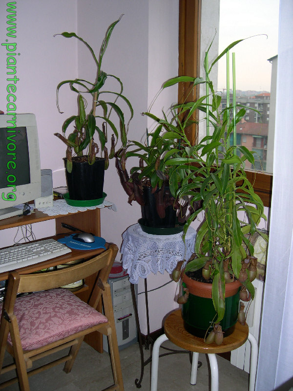 nepenthes_ventrata_6.jpg