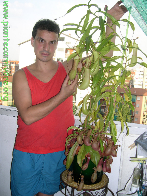 nepenthes_ventrata_8.jpg