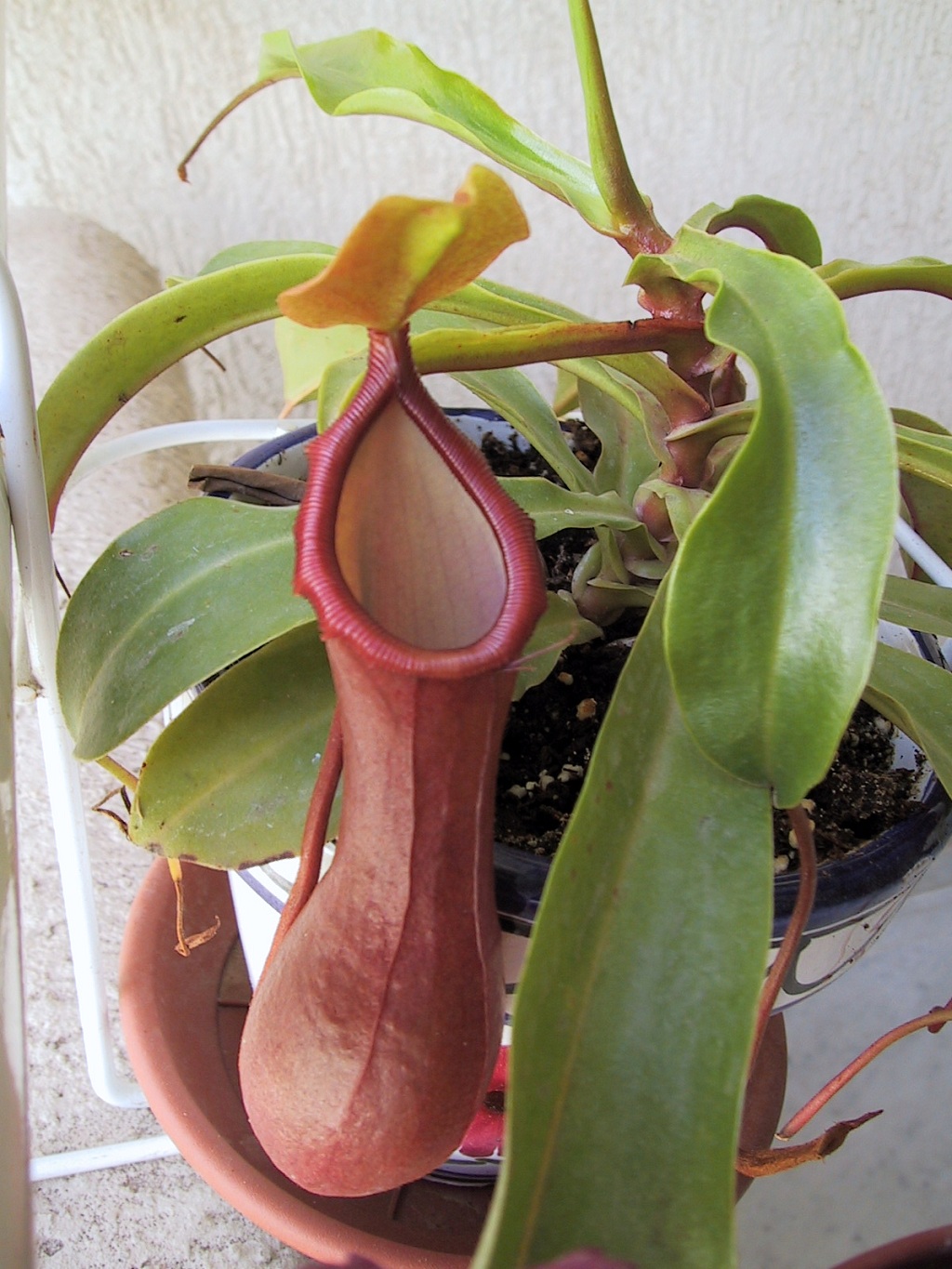nepenthes_ventrata__4_.jpg