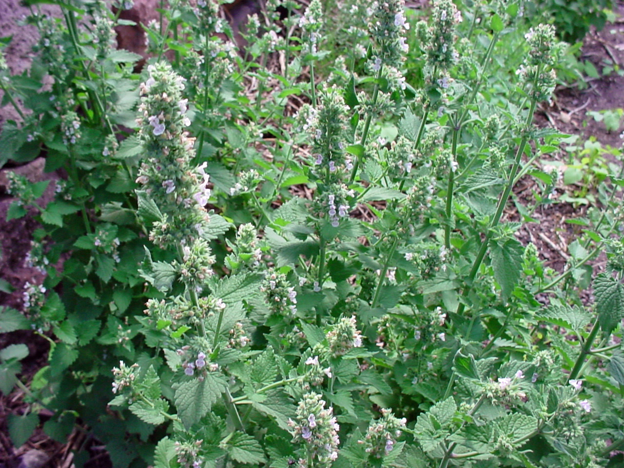 nepeta_cataria.jpg