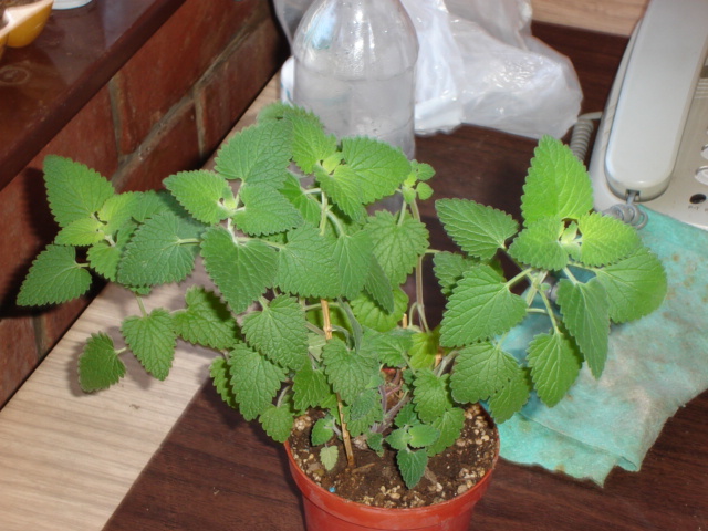 Nepeta_cataria.jpg