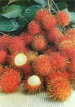 Nephelium_lappaceum.jpg