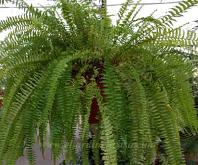 Nephrolepis-Exaltata.jpg