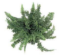 nephrolepis-exaltata.jpg