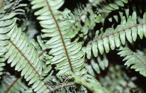 nephrolepis.jpg