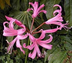 nerine.jpg