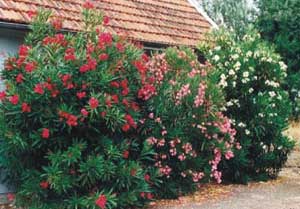 nerium-oleander-colores.jpg