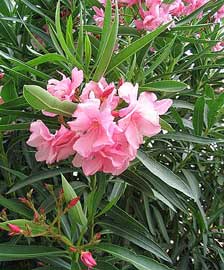 nerium-oleander-flores.jpg