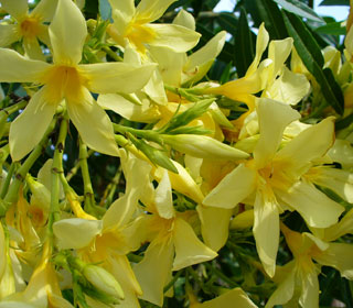 nerium-oleander-jaune_01.jpg