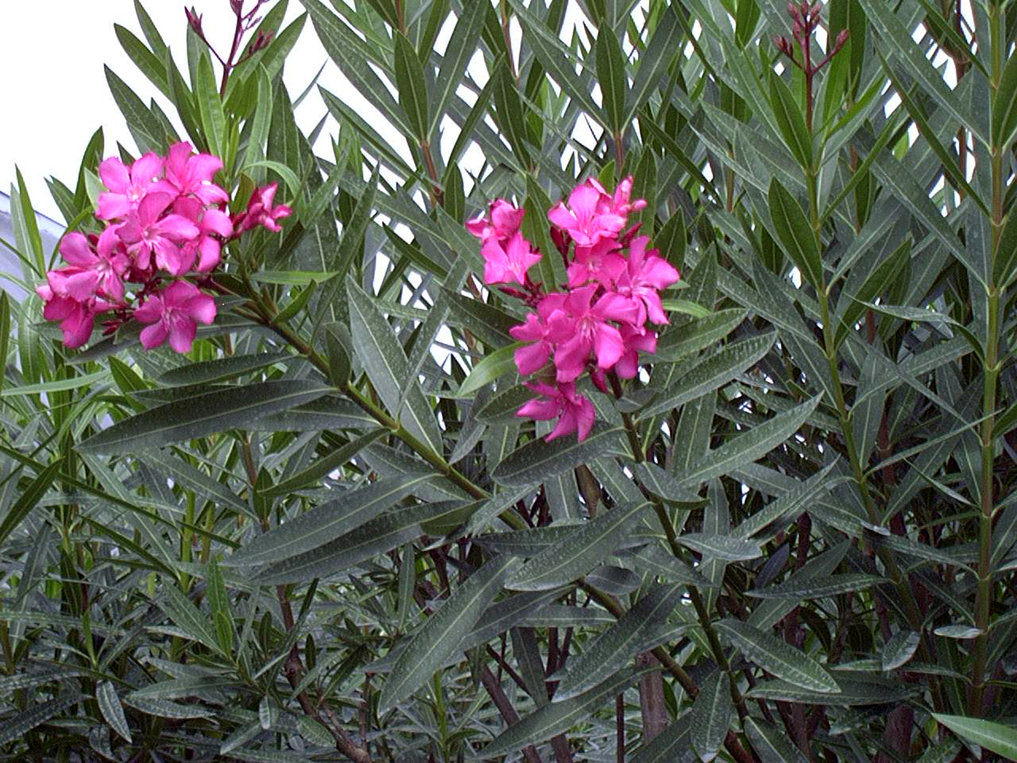 nerium-oleander-porte.jpg