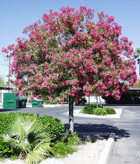 Nerium_oleander_tree.jpg