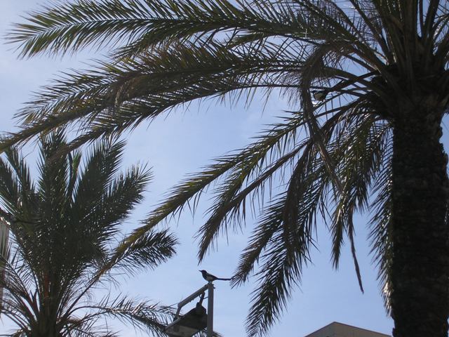 net_006.jpg