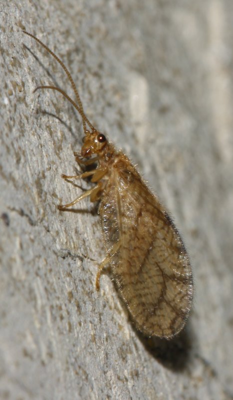 neuroptero_6345.jpg