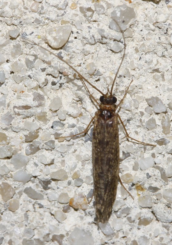 neuroptero_6652.jpg