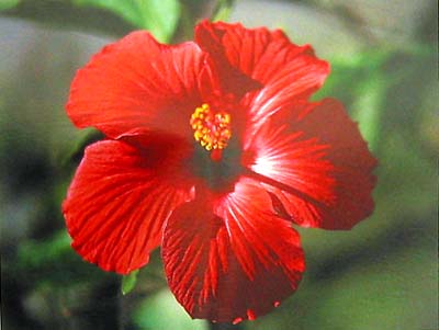 new%20hibiscus%20red%20gallery.JPG