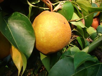 newworldpeartree.jpg
