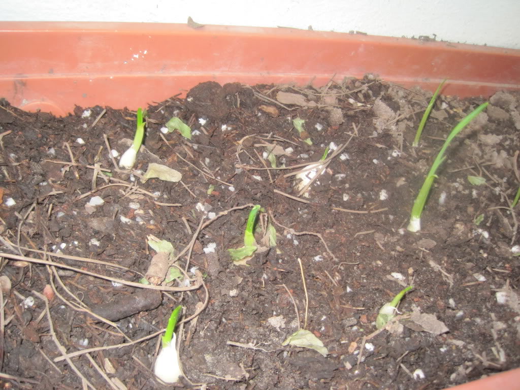 newyear040.jpg