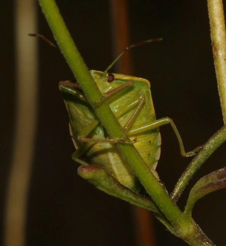 Nezara%20viridula_4156.jpg