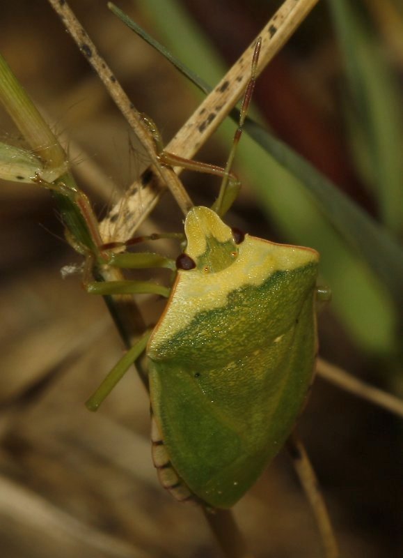 Nezara%20viridula_4158.jpg