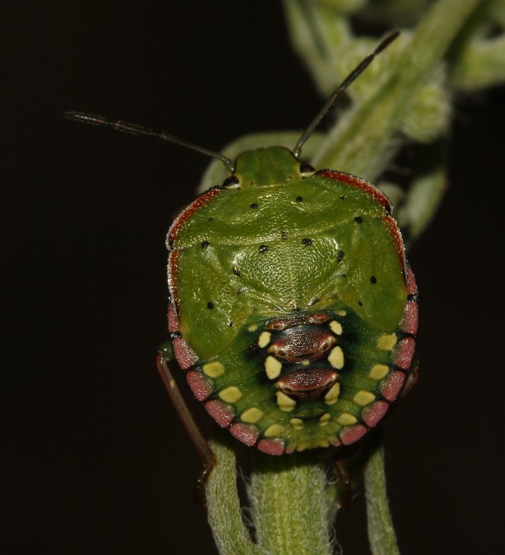 Nezara%20viridula_4220.jpg