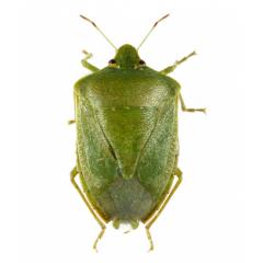 nezara-viridula-ADULTO.jpg
