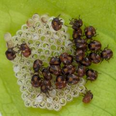nezara-viridula-PUESTA.jpg